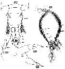 Espèce Pachos punctatum - Planche 5 de figures morphologiques