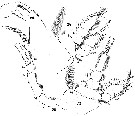Espèce Pachos punctatum - Planche 6 de figures morphologiques