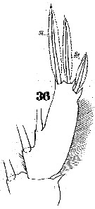 Espèce Pachos punctatum - Planche 7 de figures morphologiques