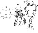 Espèce Pachos punctatum - Planche 9 de figures morphologiques