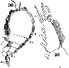 Espèce Pachos punctatum - Planche 10 de figures morphologiques