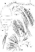 Espèce Stephos canariensis - Planche 1 de figures morphologiques