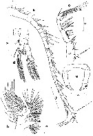 Espèce Stephos canariensis - Planche 2 de figures morphologiques