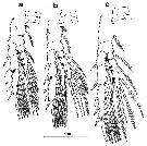 Species Stephos canariensis - Plate 3 of morphological figures