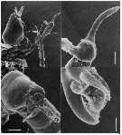 Species Stephos canariensis - Plate 6 of morphological figures