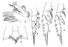 Espèce Euchirella similis - Planche 2 de figures morphologiques
