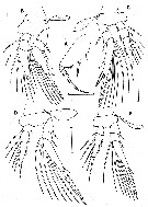 Espèce Oncaea platysetosa - Planche 2 de figures morphologiques