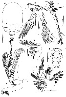 Species Misophriopsis sinensis - Plate 1 of morphological figures