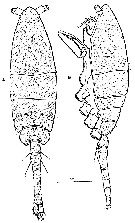 Species Paralubbockia longipedia - Plate 4 of morphological figures