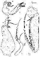 Species Paralubbockia longipedia - Plate 6 of morphological figures