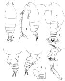 Espèce Euchirella similis - Planche 1 de figures morphologiques