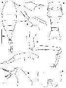 Espce Urocopia deeveyae - Planche 1 de figures morphologiques