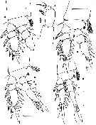 Espce Urocopia deeveyae - Planche 2 de figures morphologiques