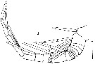 Espèce Benthomisophria palliata - Planche 4 de figures morphologiques