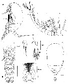 Espèce Benthomisophria cornuta - Planche 3 de figures morphologiques