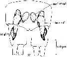 Espèce Benthomisophria palliata - Planche 11 de figures morphologiques