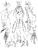 Espèce Monstrilla spinosa - Planche 3 de figures morphologiques