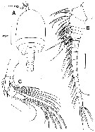 Species Misophriella tetraspina - Plate 1 of morphological figures