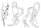 Espèce Pseudochirella spectabilis - Planche 4 de figures morphologiques