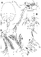 Espce Misophriopsis dichotoma - Planche 1 de figures morphologiques