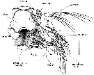 Espce Misophriopsis dichotoma - Planche 3 de figures morphologiques