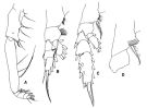Espèce Pseudochirella hirsuta - Planche 3 de figures morphologiques