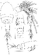 Species Speleophriopsis campaneri - Plate 1 of morphological figures