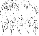 Espèce Euaugaptilus maxillaris - Planche 5 de figures morphologiques