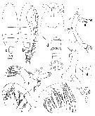 Species Euaugaptilus hadrocephalus - Plate 1 of morphological figures