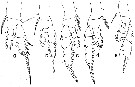 Espèce Euaugaptilus hadrocephalus - Planche 2 de figures morphologiques