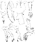 Espèce Euaugaptilus aliquantus - Planche 1 de figures morphologiques