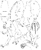 Espèce Euaugaptilus nodifrons - Planche 11 de figures morphologiques
