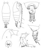 Espèce Pseudochirella obtusa - Planche 2 de figures morphologiques