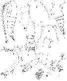 Espèce Euaugaptilus brevirostratus - Planche 1 de figures morphologiques