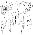 Espèce Euaugaptilus brevirostratus - Planche 2 de figures morphologiques