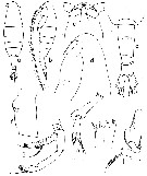 Espèce Euaugaptilus bullifer - Planche 8 de figures morphologiques