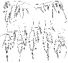 Espèce Euaugaptilus bullifer - Planche 9 de figures morphologiques