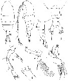 Espèce Euaugaptilus gibbus - Planche 2 de figures morphologiques