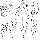 Espèce Euaugaptilus gibbus - Planche 3 de figures morphologiques