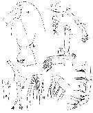 Espèce Euaugaptilus angustus - Planche 6 de figures morphologiques