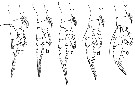 Espèce Euaugaptilus angustus - Planche 7 de figures morphologiques