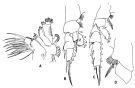 Espèce Pseudochirella obtusa - Planche 3 de figures morphologiques