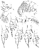 Species Euaugaptilus laticeps - Plate 8 of morphological figures