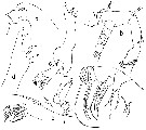 Espèce Euaugaptilus magnus - Planche 6 de figures morphologiques