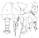 Espèce Pseudochirella obtusa - Planche 4 de figures morphologiques