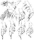 Espèce Euaugaptilus oblongus - Planche 8 de figures morphologiques