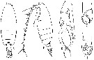 Espce Euchirella pseudotruncata - Planche 4 de figures morphologiques