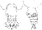 Espèce Euchirella truncata - Planche 7 de figures morphologiques