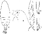 Espèce Euchirella splendens - Planche 3 de figures morphologiques