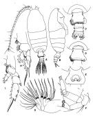 Espèce Pseudochirella mawsoni - Planche 1 de figures morphologiques